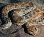 snak